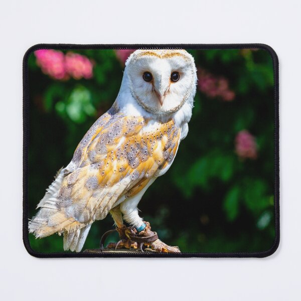 Item preview, Barn owl on a fence post designed and sold by Dalyndigital Photography.
