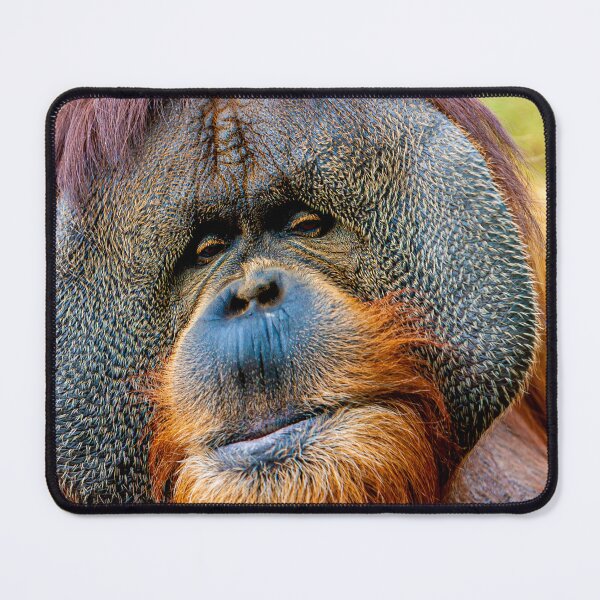Item preview, Orangutan face designed and sold by Dalyndigital Photography.