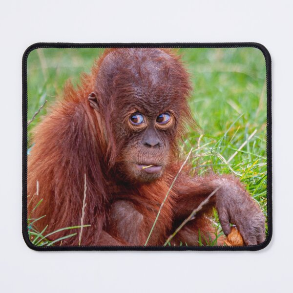 Item preview, Who me Cute Orangutan designed and sold by Dalyndigital Photography.