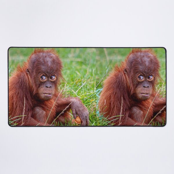 Item preview, Who me Cute Orangutan designed and sold by Dalyndigital Photography.