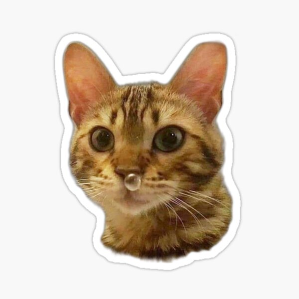 Funny Snot Bubble Cat Meme Sticker For Sale By Papermagus Redbubble