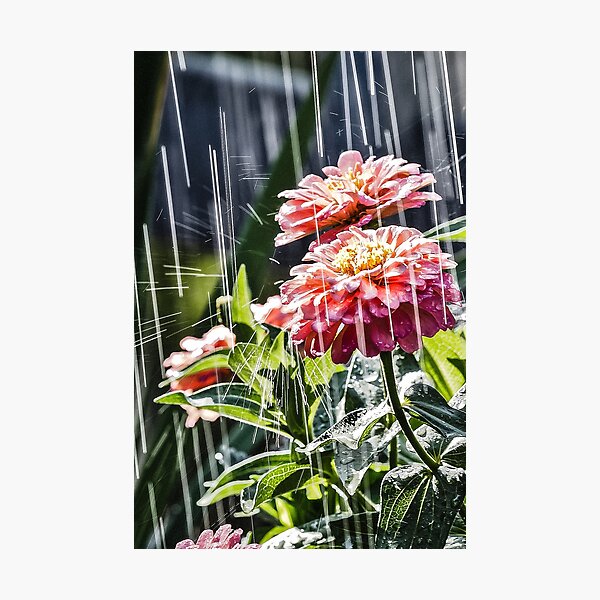 Summer Rain Photographic Print