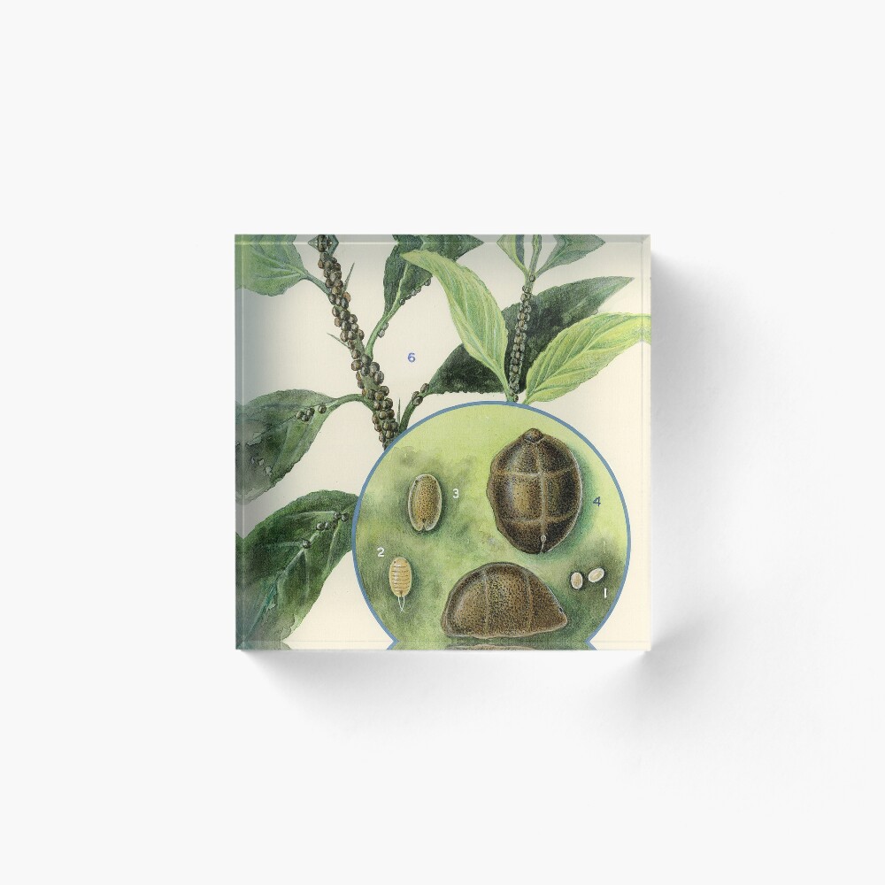 Item preview, Acrylic Block designed and sold by BiosecurityColl.
