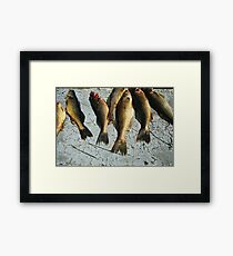 Walleye Framed Print