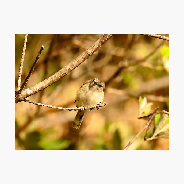 A Little Poser - Grey Warbler NZ Photographic Print