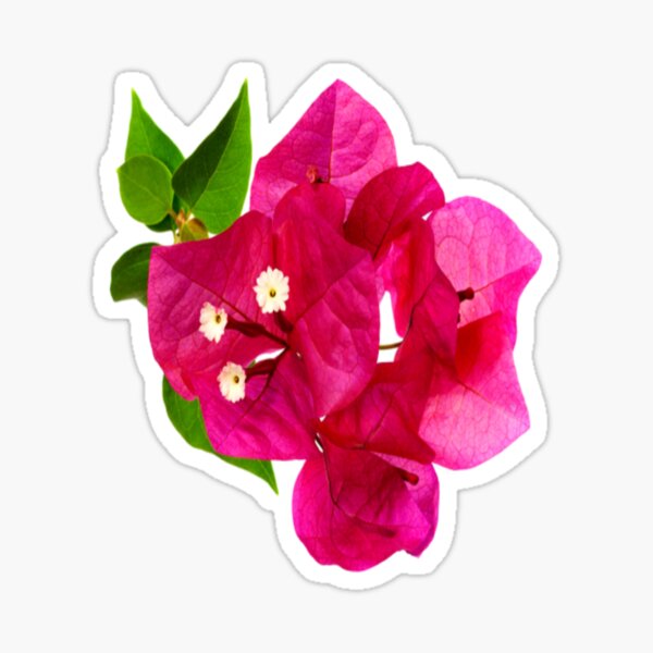 Regalos y productos: Buganvilla Rosa | Redbubble