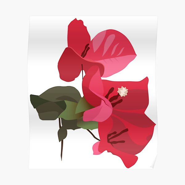 pink bougainvillea flower with leaves 