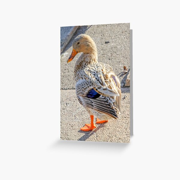 ducks on lake Greeting Card