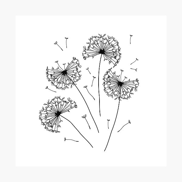 Floral pattern of dandelions Photographic Print