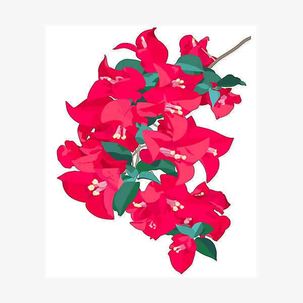 Decoración: Flor De Buganvilla | Redbubble