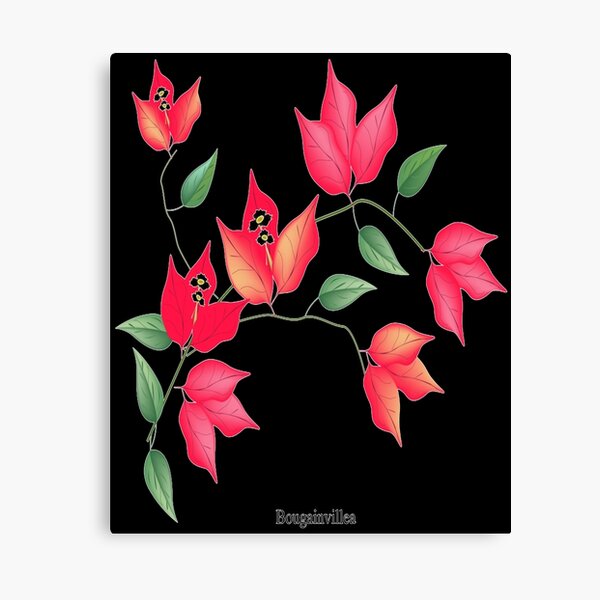 Decoración: Flor De Buganvilla | Redbubble