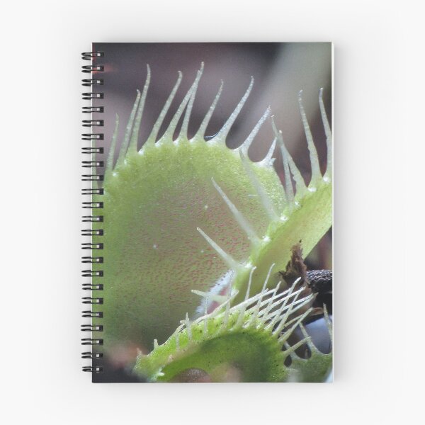 Item preview, Dionaea muscipula - Venus flytrap designed and sold by DPalmer.