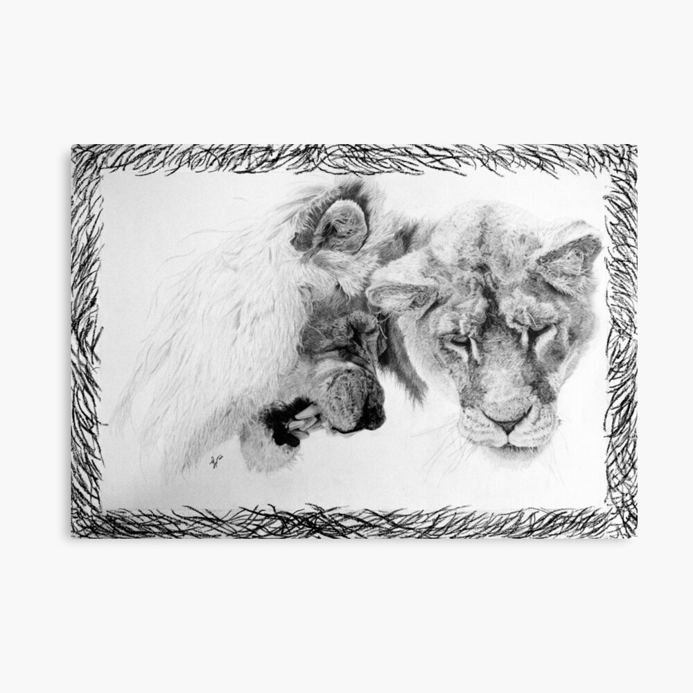 Feline disappointment (lions) in pencil Canvas Print