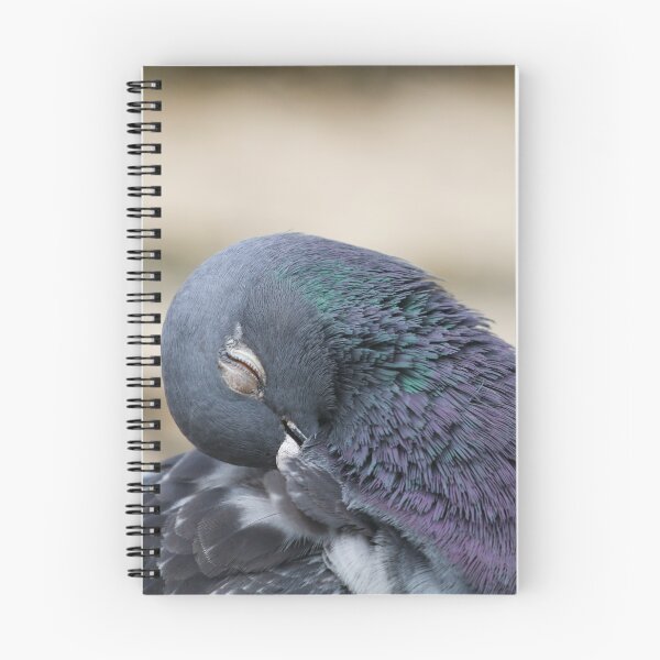 Item preview, Preening pigeon designed and sold by GreyFeatherPhot.