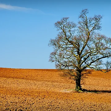 Artwork thumbnail, Lonely Tree by Ralph Goldsmith
