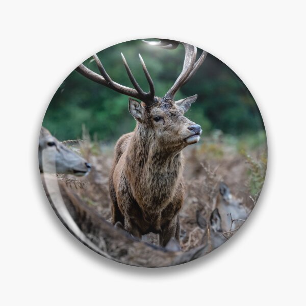 Item preview, Dominant Stag, Bushy Park designed and sold by ChloePorter17.