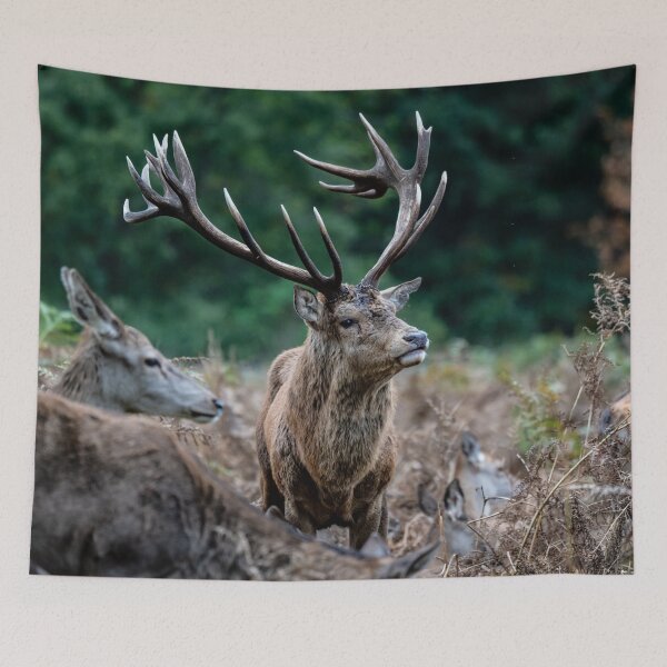 Item preview, Dominant Stag, Bushy Park designed and sold by ChloePorter17.