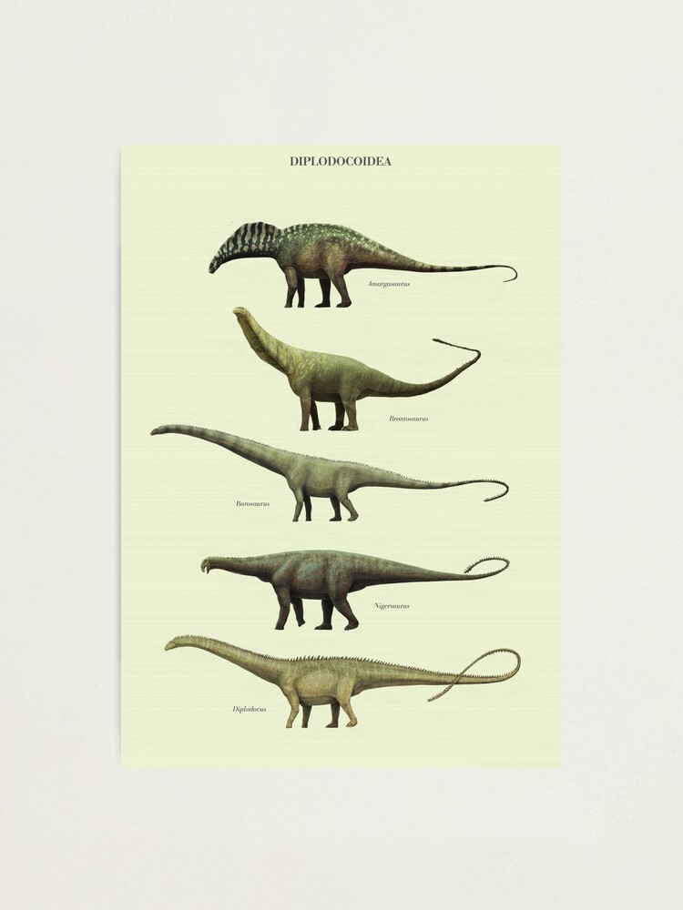"Diplodocoidea Poster. Sauropods, paleoart" Photographic Print for Sale ...