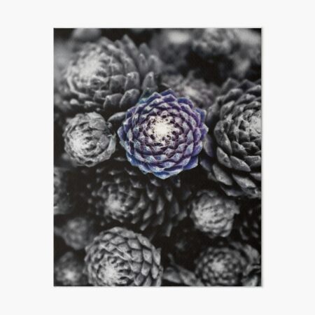 Blue Succulent Art Board Print