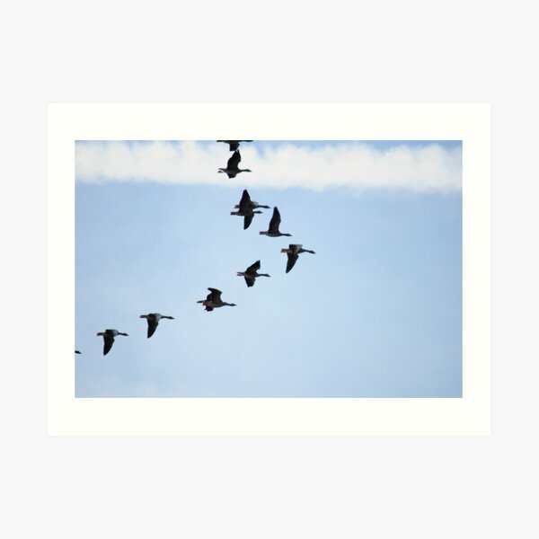 Brent Geese Art Print