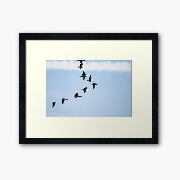 Brent Geese Framed Art Print