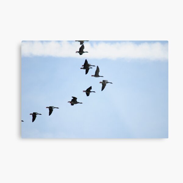 Brent Geese Metal Print