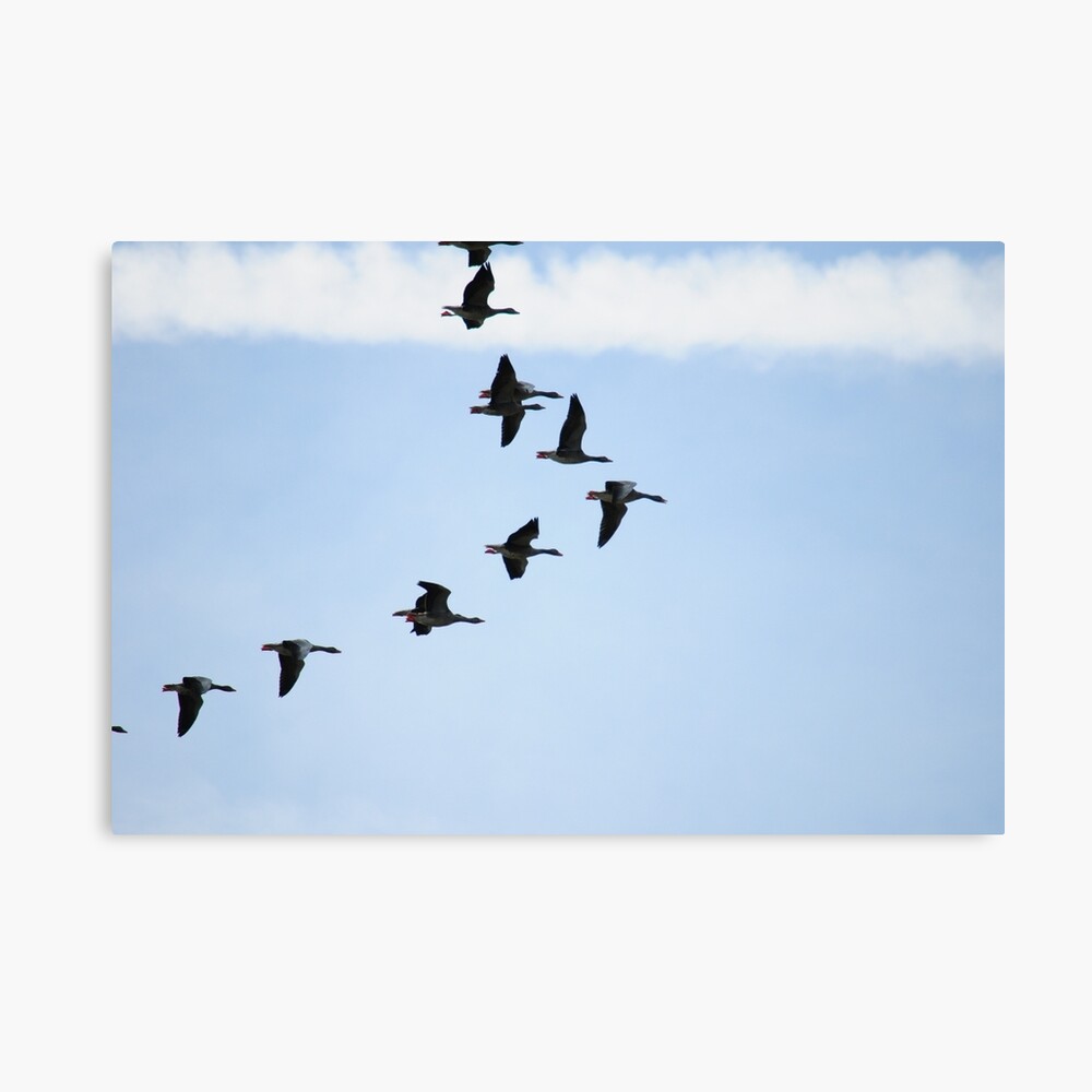 Brent Geese Canvas Print