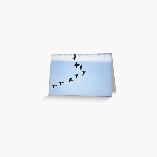 Brent Geese Greeting Card