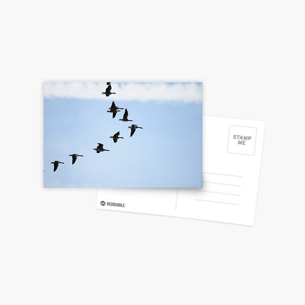 Brent Geese Postcard