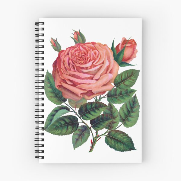 Item preview, Pink rose, Glorie de Dijon lithograph designed and sold by JJAarts.