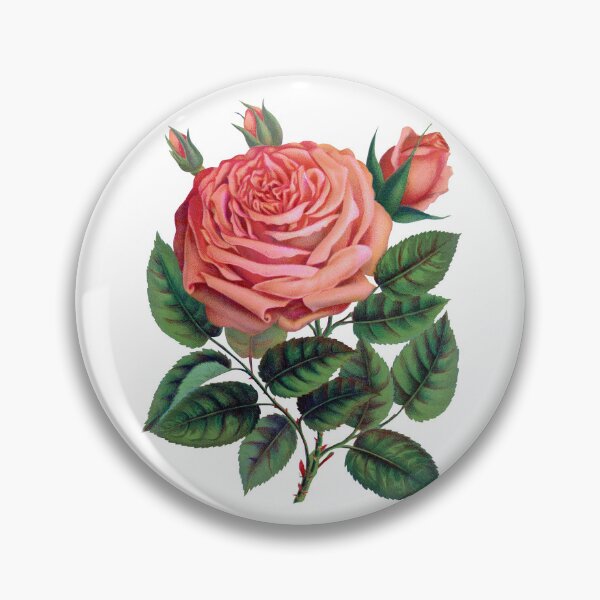 Item preview, Pink rose, Glorie de Dijon lithograph designed and sold by JJAarts.