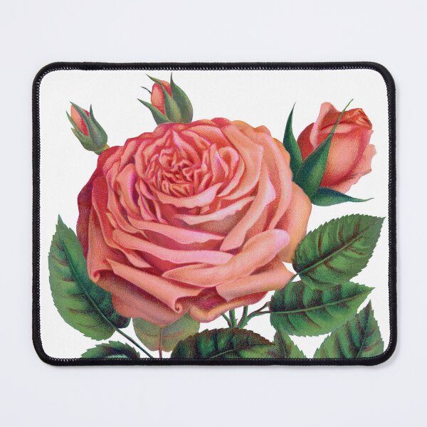 Item preview, Pink rose, Glorie de Dijon lithograph designed and sold by JJAarts.