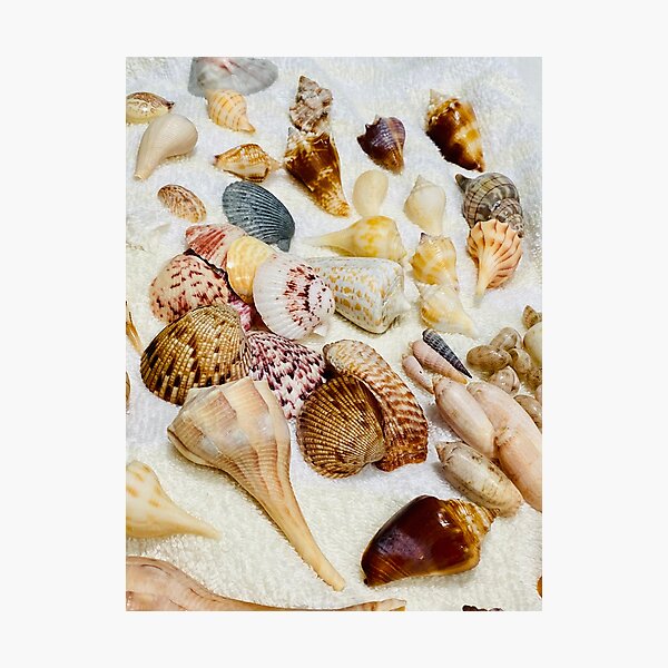 Item preview, Sea Shells designed and sold by Serenity67.