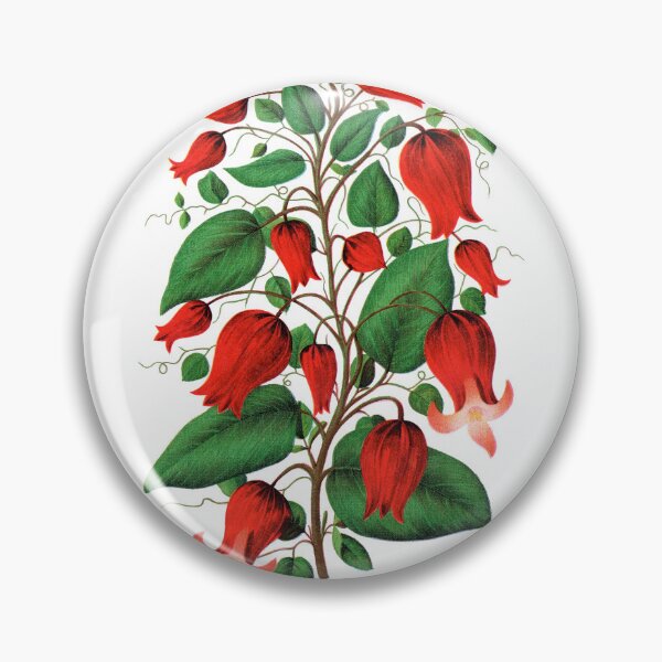 Item preview, Red flower, Clematis Coccinea lithograph designed and sold by JJAarts.