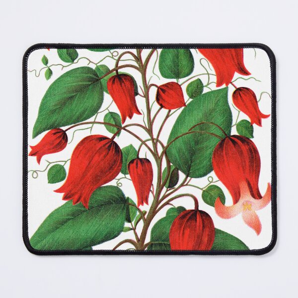 Item preview, Red flower, Clematis Coccinea lithograph designed and sold by JJAarts.