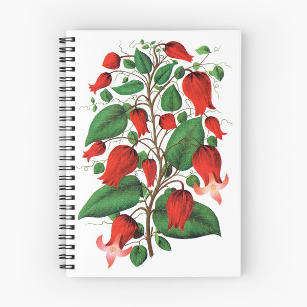 Item preview, Red flower, Clematis Coccinea lithograph designed and sold by JJAarts.