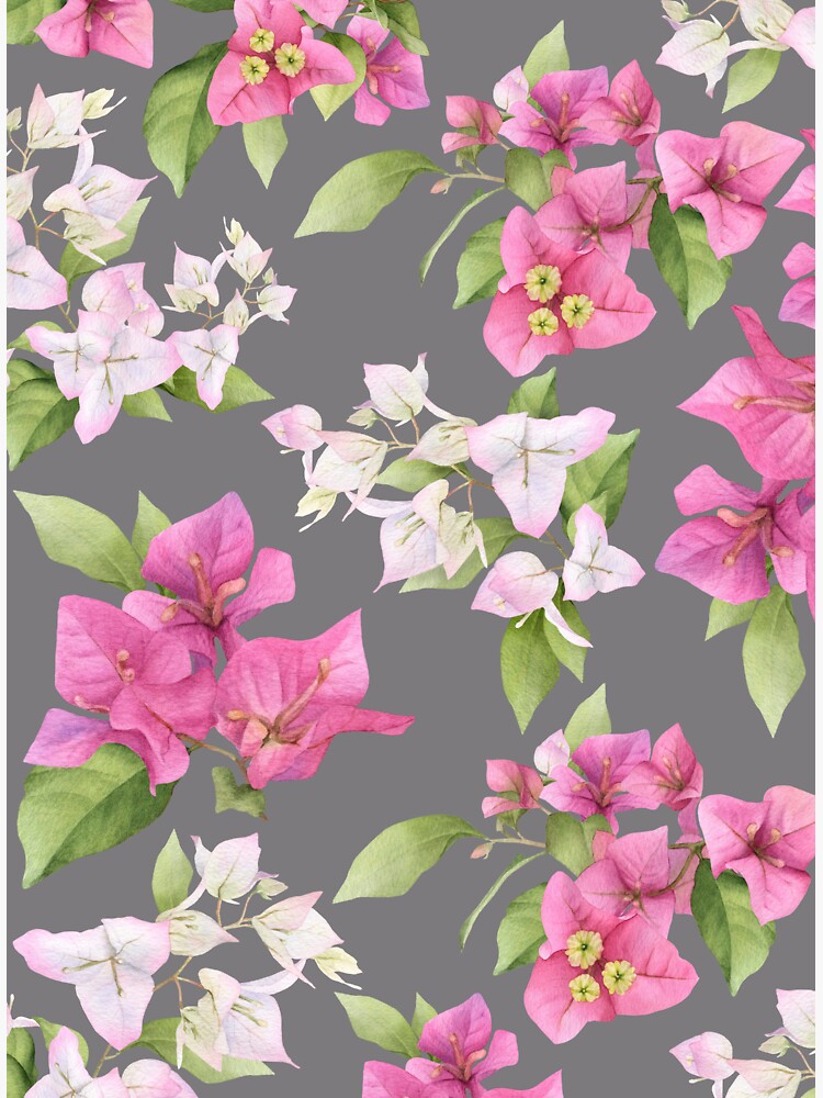 Seamless floral pattern with pink bougainvillea flower on climbing