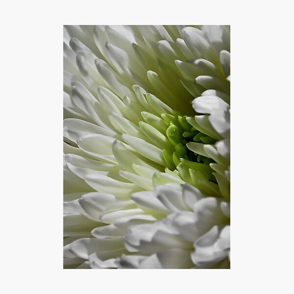 Item preview, In Bloom designed and sold by timdaytimages.