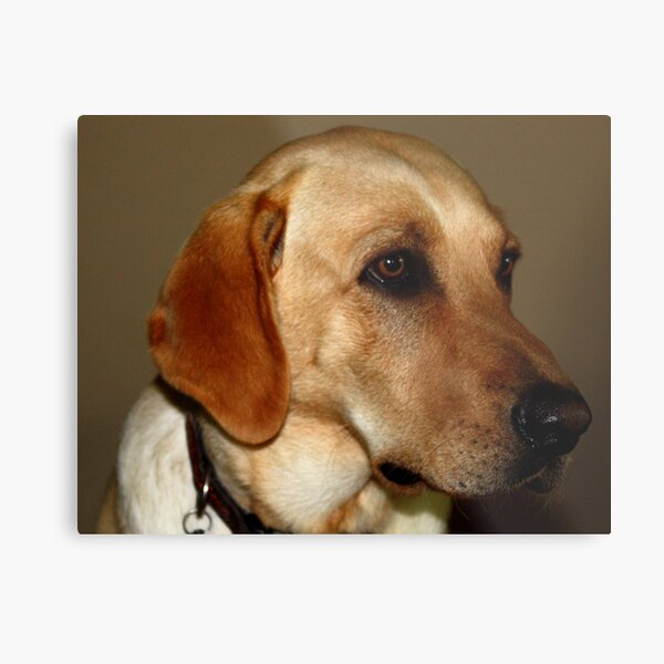 Wise Lab Metal Print