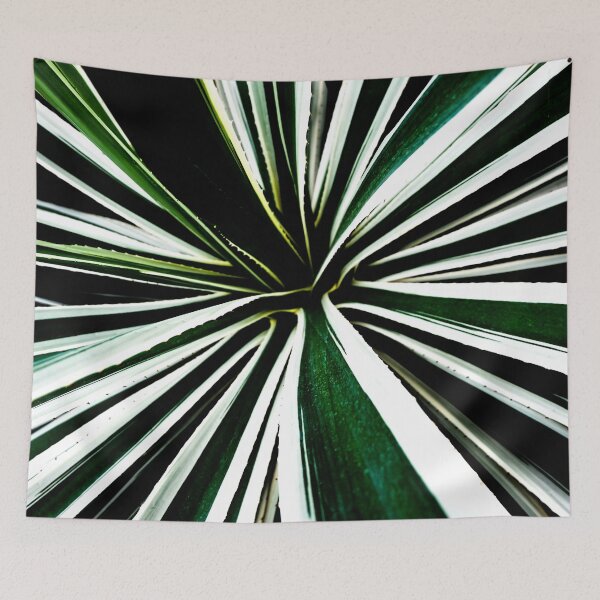 Item preview, Shinjuku Gyoen: Sunburst Sansevieria designed and sold by Chancelrie.