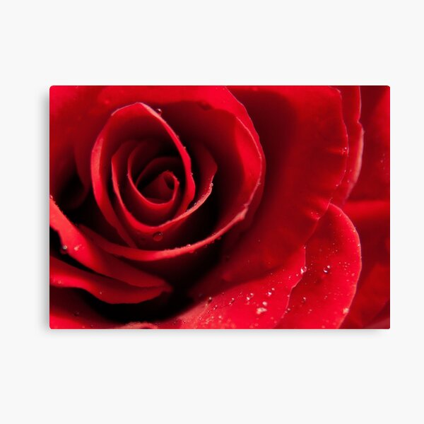 Rose with water drops Canvas Print