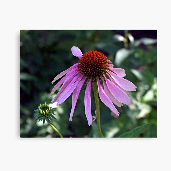 Echinacea Canvas Print