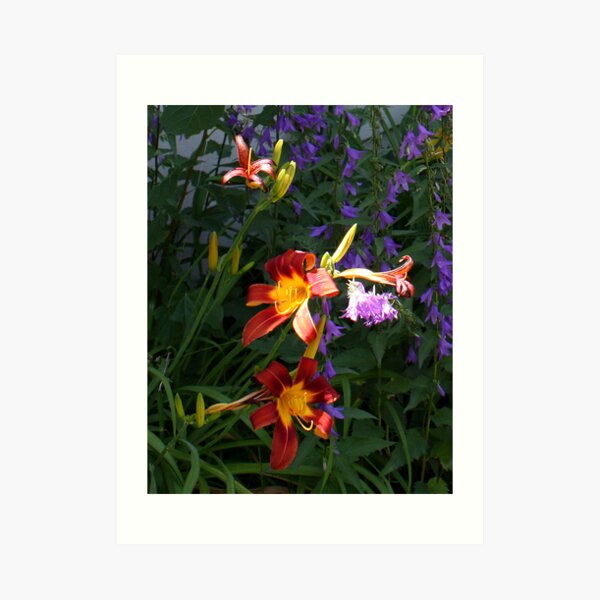 Daylilies in the Wildflowers Art Print
