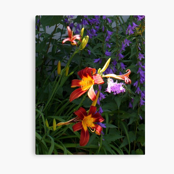 Daylilies in the Wildflowers Canvas Print