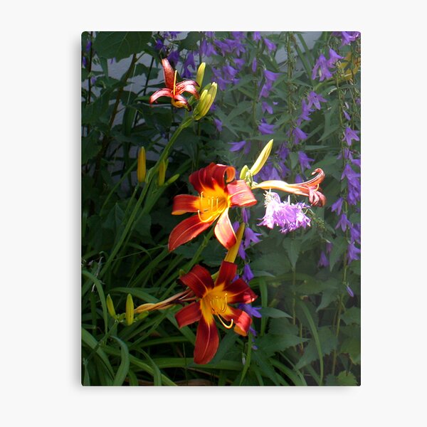 Daylilies in the Wildflowers Metal Print