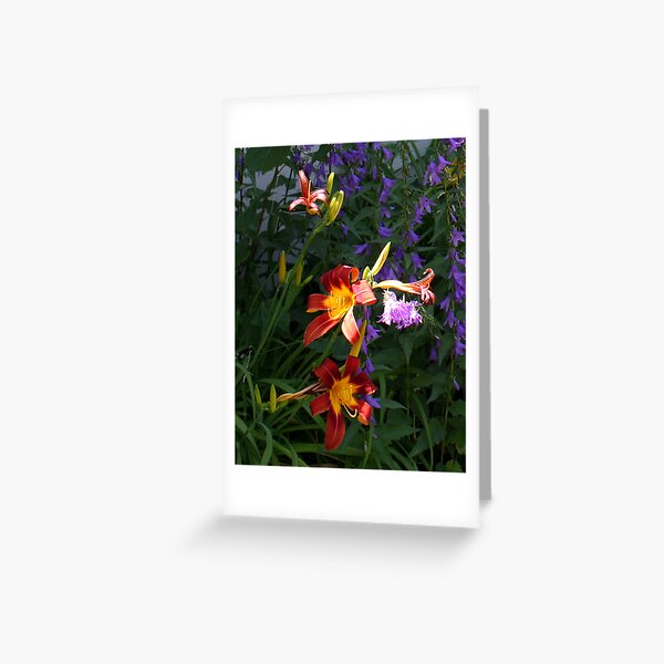 Daylilies in the Wildflowers Greeting Card