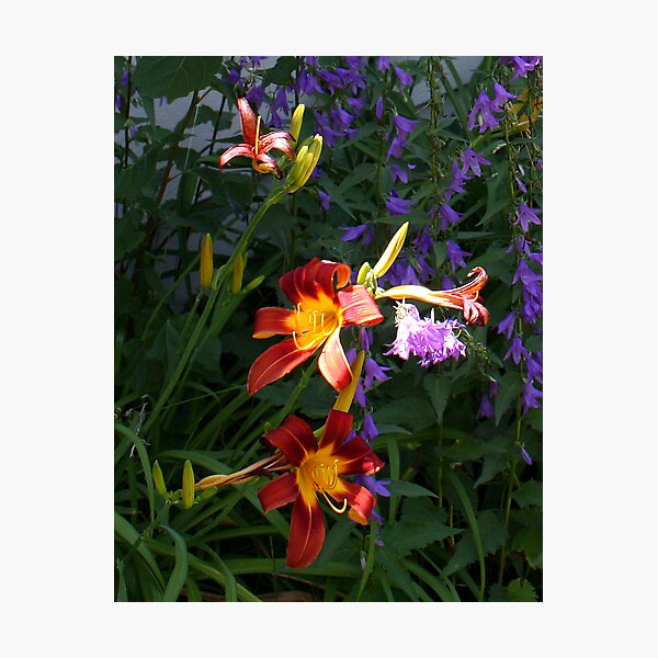 Daylilies in the Wildflowers Photographic Print