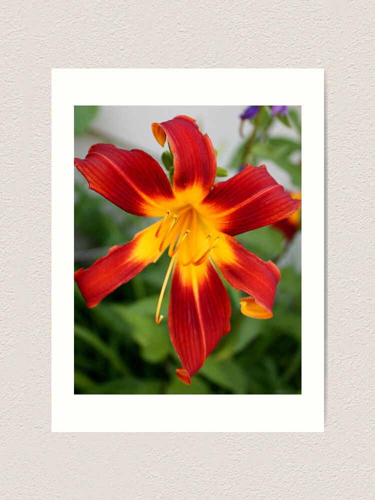Alternate view of Red Daylily Art Print