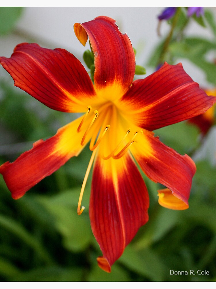 Red Daylily by alwaysdrc