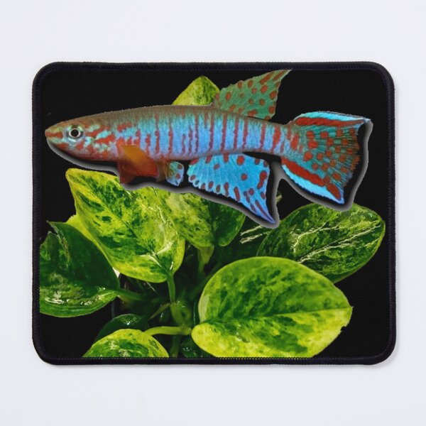 Item preview, Bualanum and gold anubias plant designed and sold by killies.